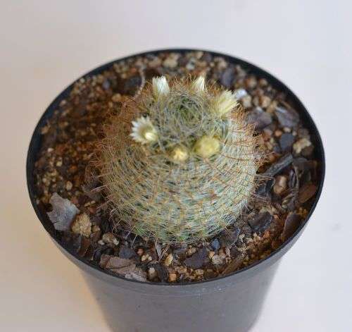 Cactus