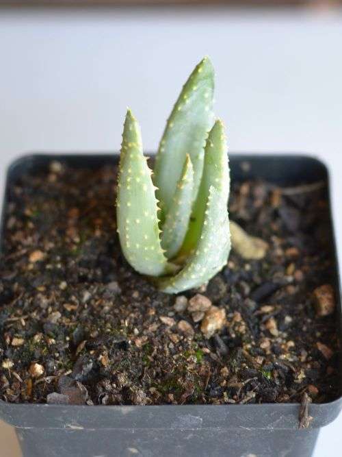 Aloidendron dichotomum