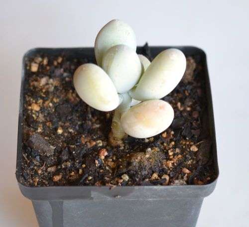 Moonstones
