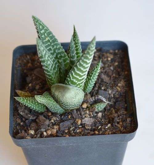 Haworthia