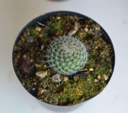 Mammillaria