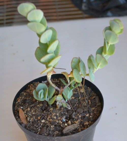 Kalanchoe marnieriana