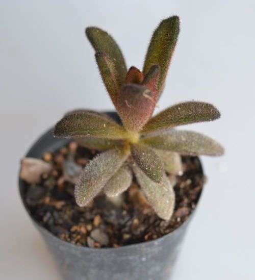 Kalanchoe Chocolate soldier