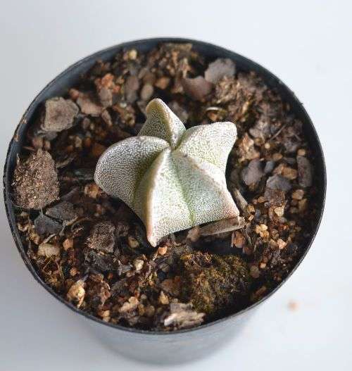 Astrophytum Myriostigma