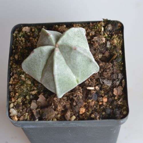 Astrophytum Myriostigma