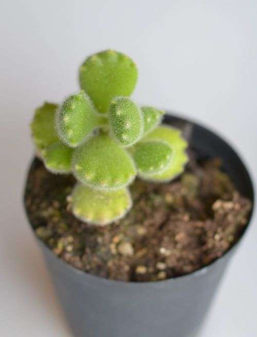 Cotyledon Tomentosa