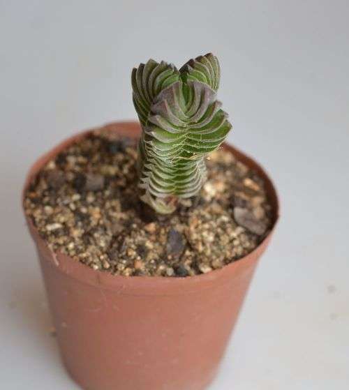 Crassula Buddha's Temple