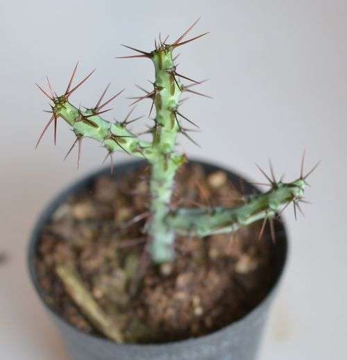 Euphorbia Aeruginosa