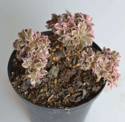 Aeonium Sunburst cristate