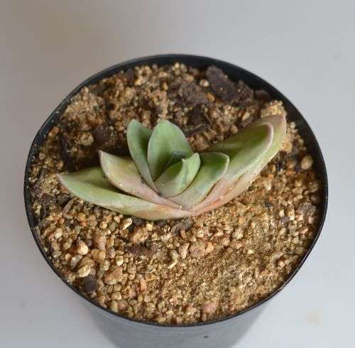 Gasteraloe Green Ice