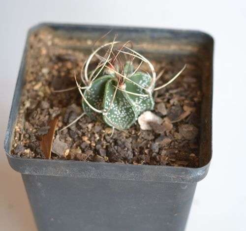 Astrophytum Capricorne
