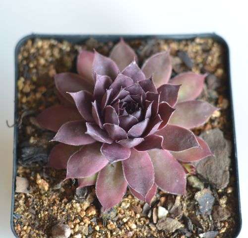 Sempervivum Squib