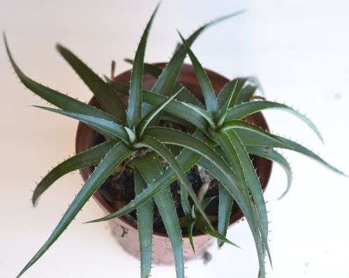 Dyckia