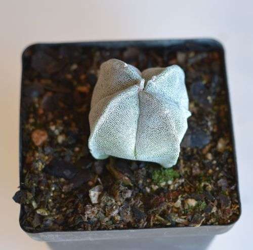 Astrophytum Myriostigma Quadricostatum