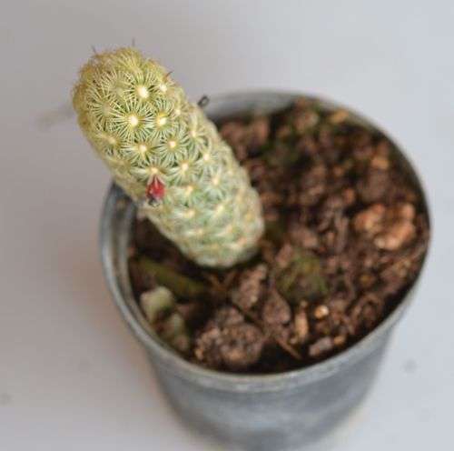 Cactus