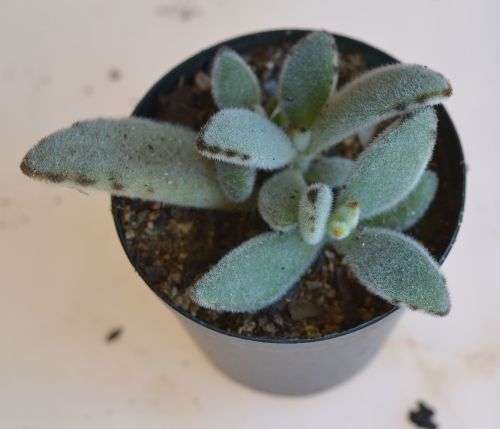 Kalanchoe Tomentosa