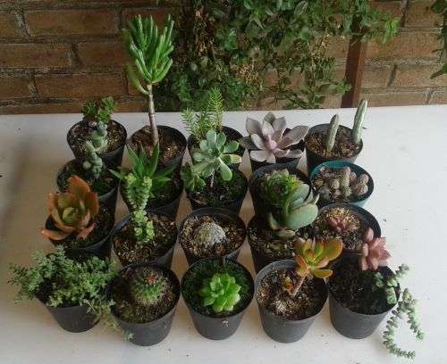 20 x Succulent and cacti