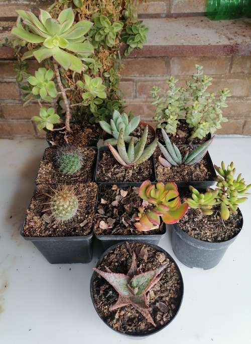 10 x Succulent/cacti
