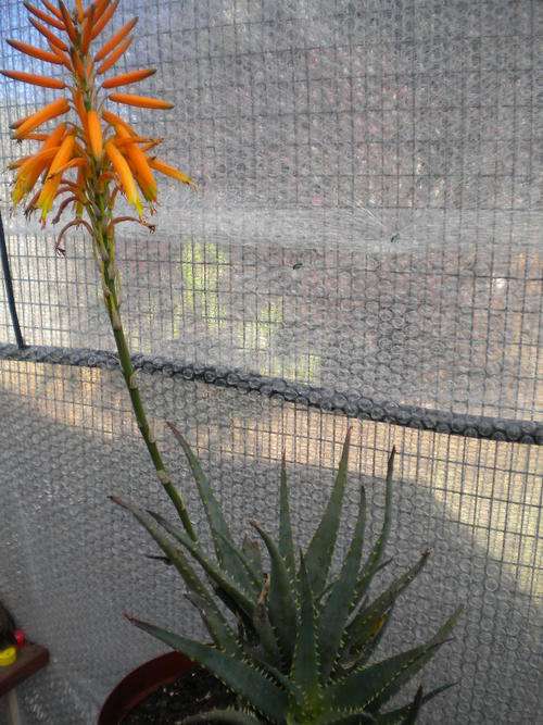 Aloe "Sea Urchin"