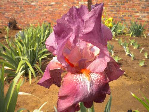 Charming Lady Iris
