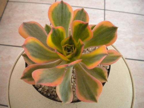 Aeonium Sunburst