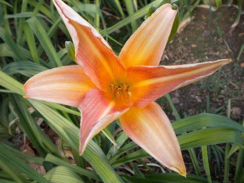 Dusky Pink daylily