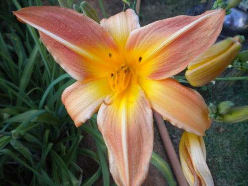 Apricot Blend daylily