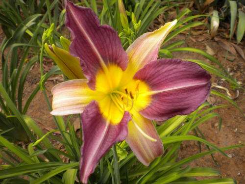 Blue Sheen daylily