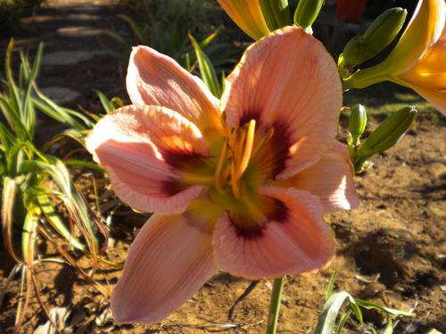 Paper Butterfly daylily