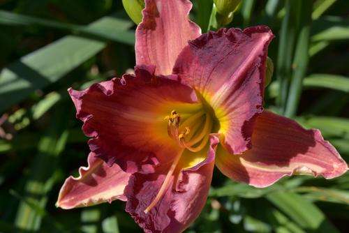 Second Millenium daylily