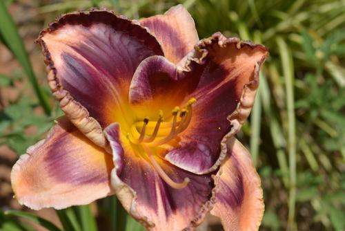 Francois Verhardt daylily