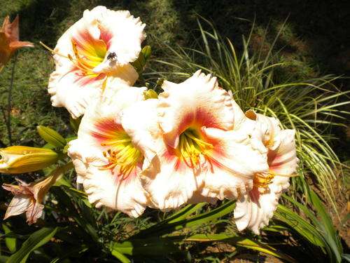 Sweet Sensation daylily