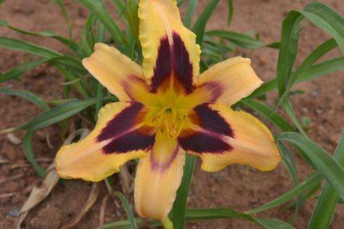 Wild horses daylily