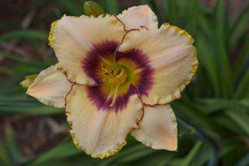 MPL 77 daylily