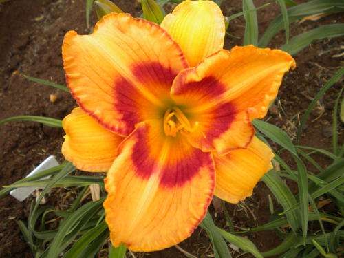 All fired up daylily