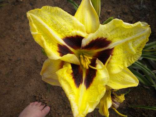Kolan Heart Throb daylily