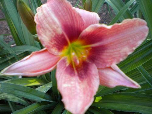 Eunice daylily