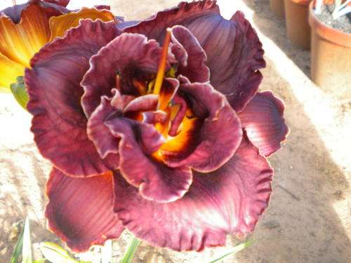 Night Embers daylily