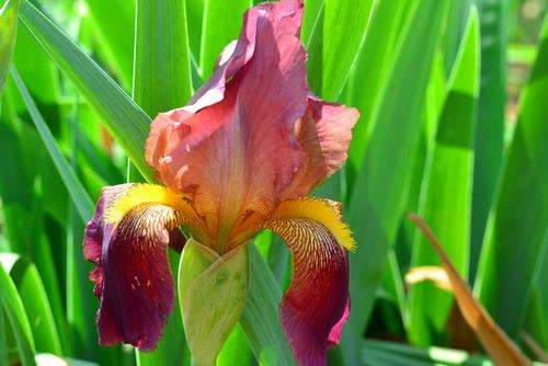 Russet Mantle Iris