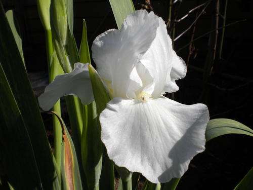 White iris