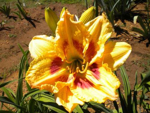 Spanish Masquerade daylily