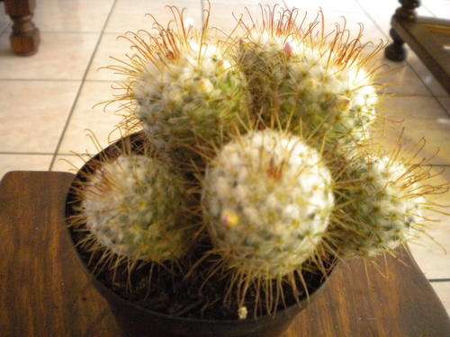 Mammillaria bombycina