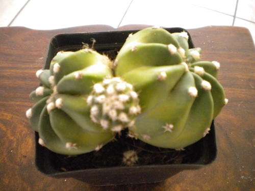 Echinopsis Subdenudata