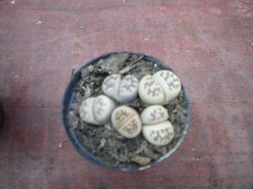Lithops