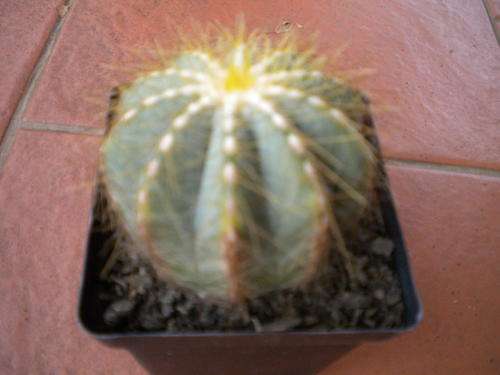 Parodia Magnifica