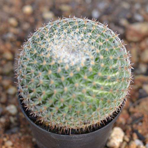 Mammillaria Crucigera