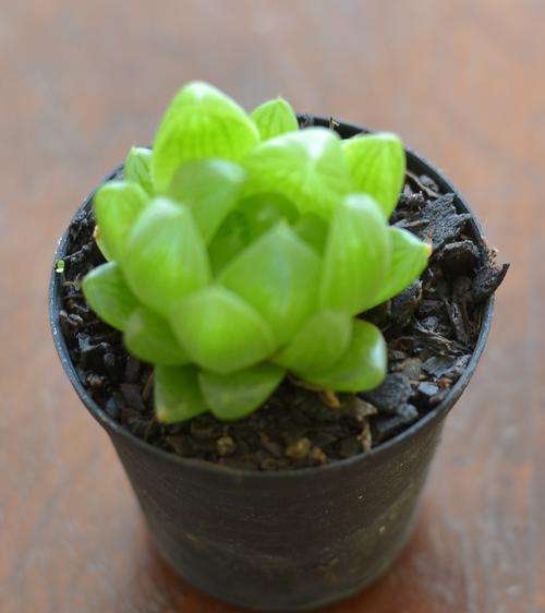 Haworthia