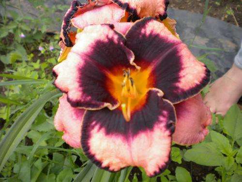 Adamas daylily (limited)