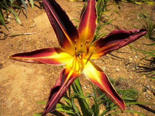 Gypsey Queen daylily