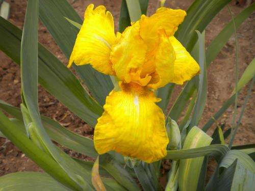 Sunny Delight Iris